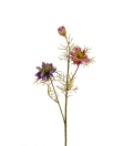 Nigella