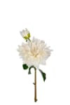 Dahlia