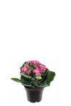 Kalanchoe