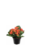 Kalanchoe