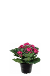 Kalanchoe