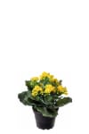 Kalanchoe