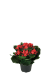 Kalanchoe