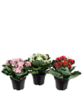 Kalanchoe mix