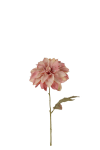 Dahlia