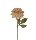 Dahlia