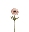 Anemone