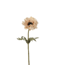 Anemone