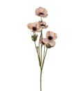 Anemone