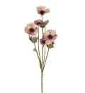 Anemone