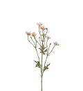 Smörblomma