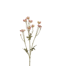 Smörblomma