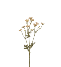 Smörblomma