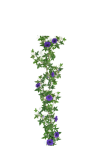 Blomma för dagen