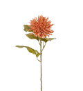 Chrysanthemum
