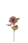 Chrysanthemum