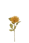Chrysanthemum