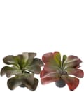Kalanchoe mix