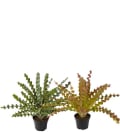 Asplenium mix