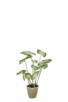 Caladium