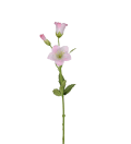 Campanula