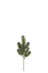 Spruce twig