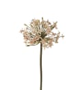 Allium