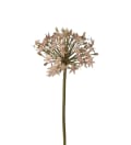 Allium
