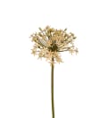 Allium