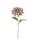 Dahlia