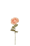 Pion