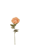 Pion