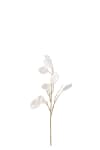 Lunaria