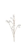 Lunaria
