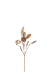 Lunaria