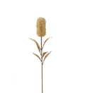 Banksia