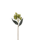 Hypericum