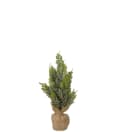 Cypress i kruka