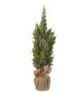 Cypress i kruka