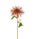 Chrysanthemum
