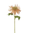 Chrysanthemum