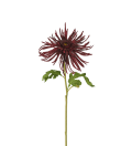 Chrysanthemum