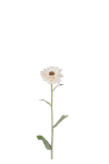Zinnia