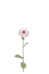 Zinnia