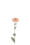 Zinnia