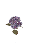 Hortensia