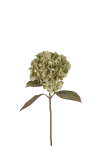 Hortensia