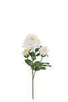 Ros