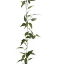 Eucalyptus girlang