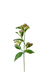 Viburnum